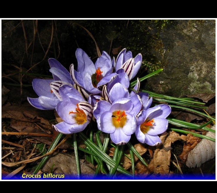 crocus biflorus