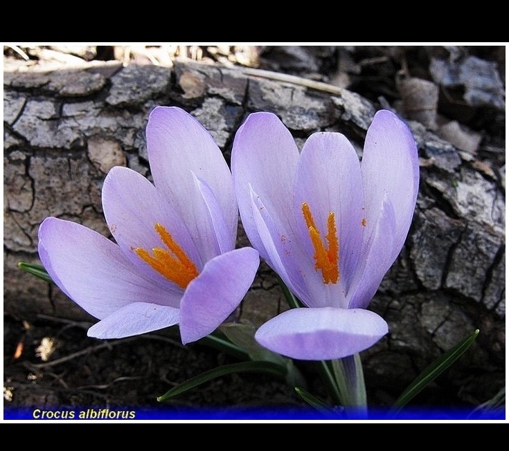 crocus vernus