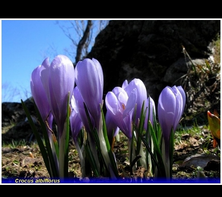 crocus vernus .