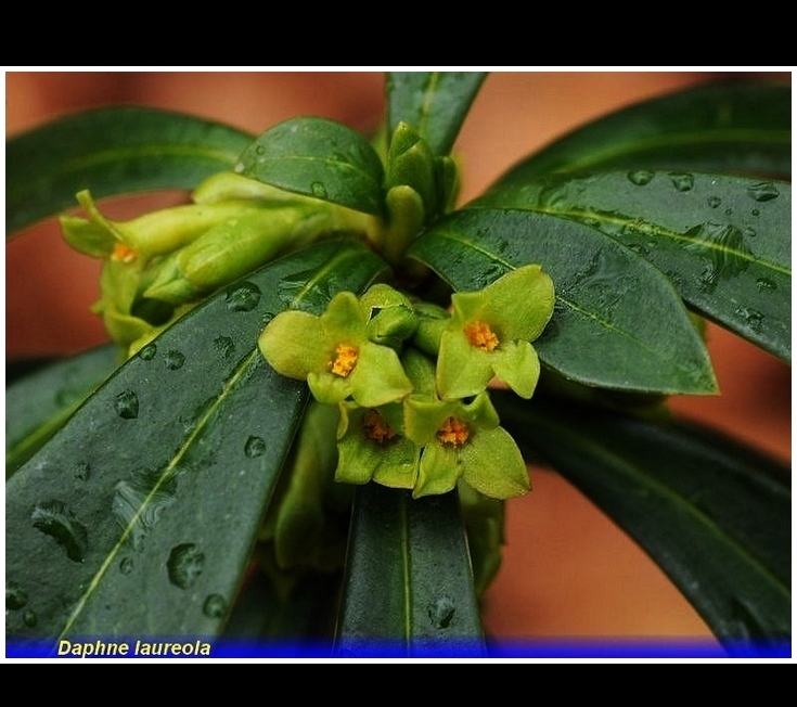 daphne laureola