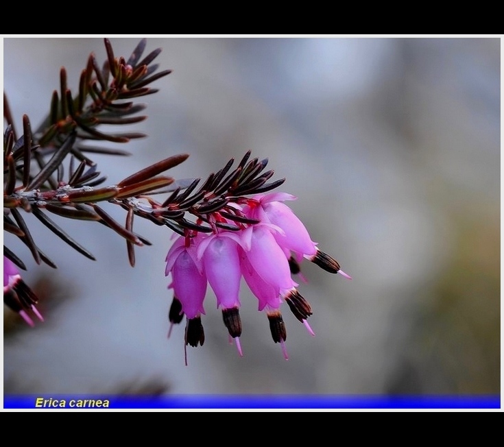 erica carnea