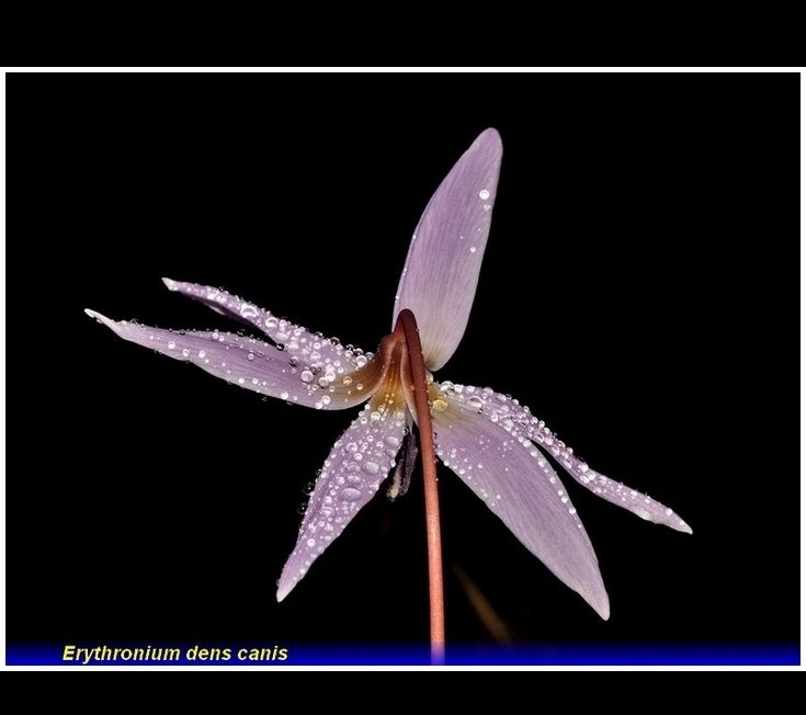 erythronium dens canis