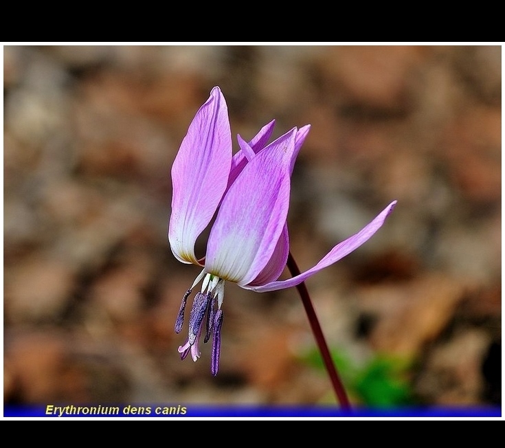 erythronium dens canis .