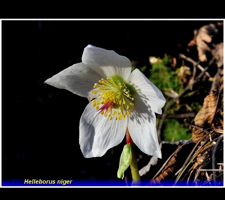 helleborus niger
