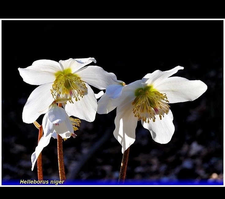 helleborus niger ..