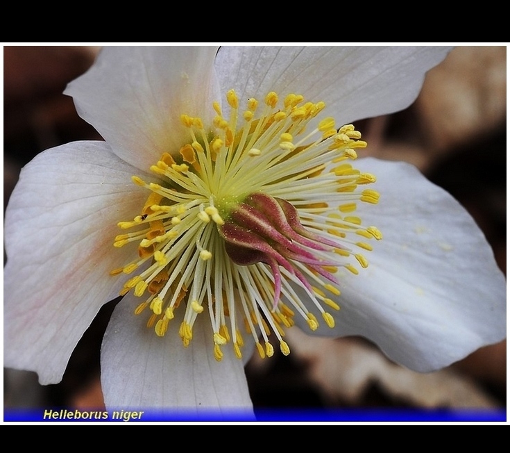 helleborus niger .