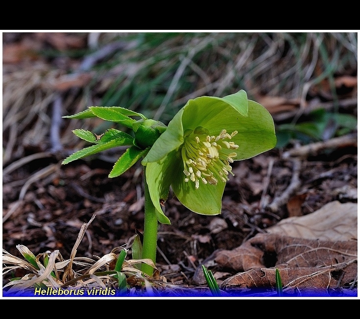 helleborus viridis