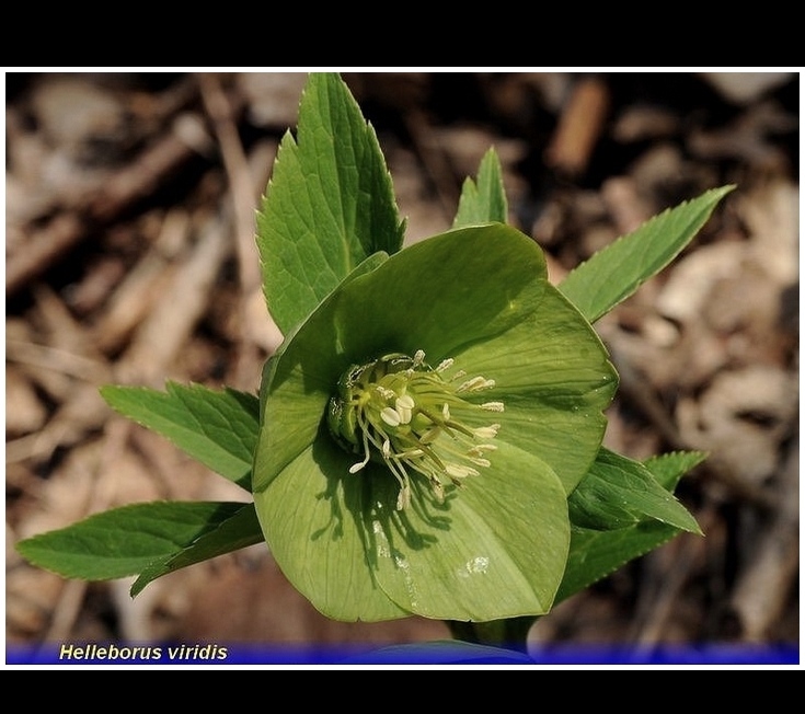 helleborus viridis .