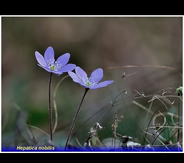 hepatica nobilis