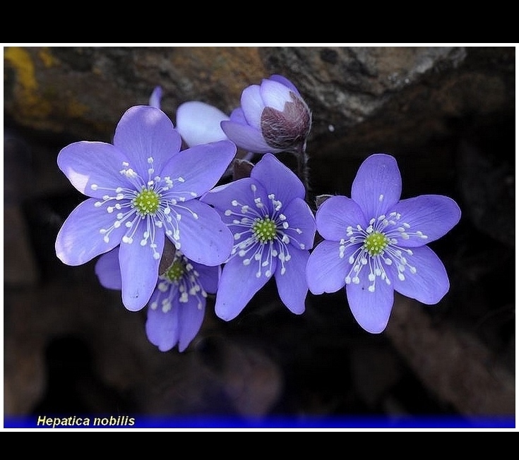 hepatica nobilis .