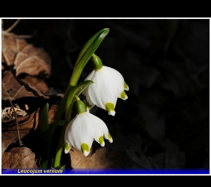 leucojum vernum
