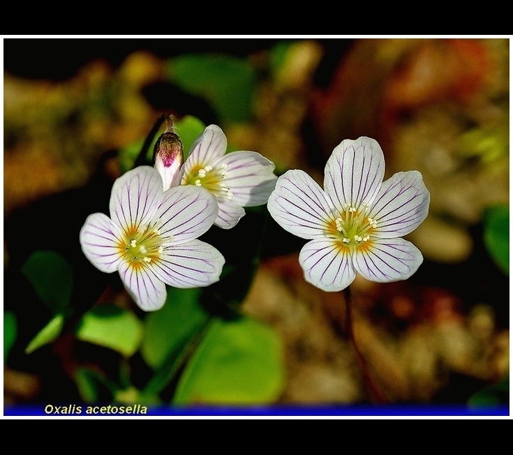 oxalis acetosella