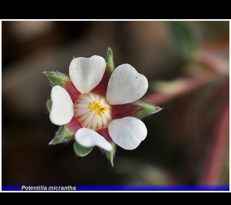 potentilla  micrantha