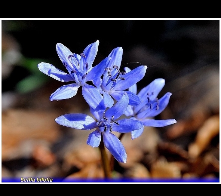 scilla bifolia