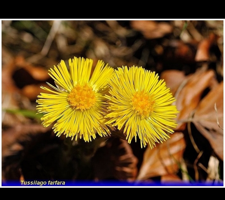 tussilago farfara