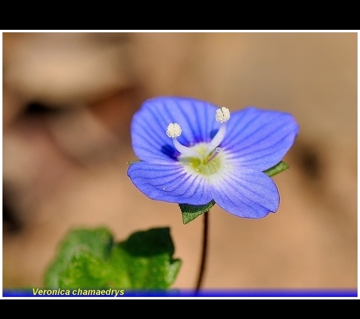 slideshow html code