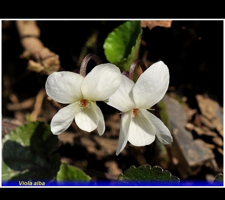 viola alba