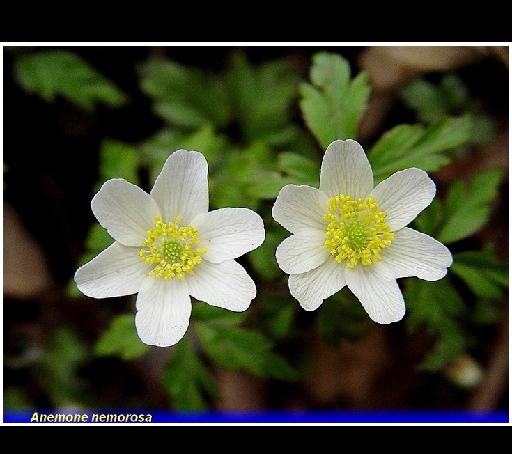 anemone nemorosa