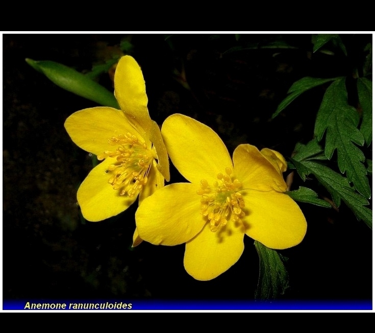 anemone ranunculoides