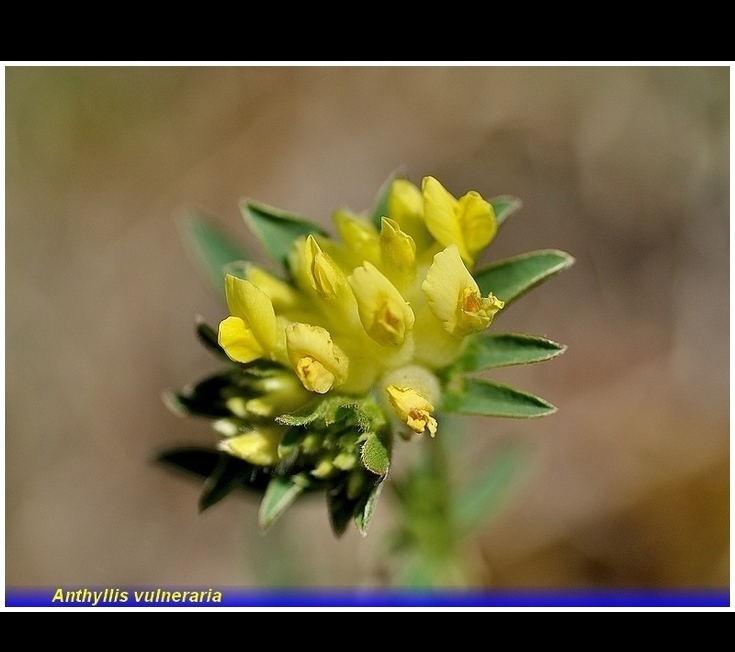 anthyllis vulneraria