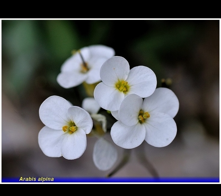 arabis alpina