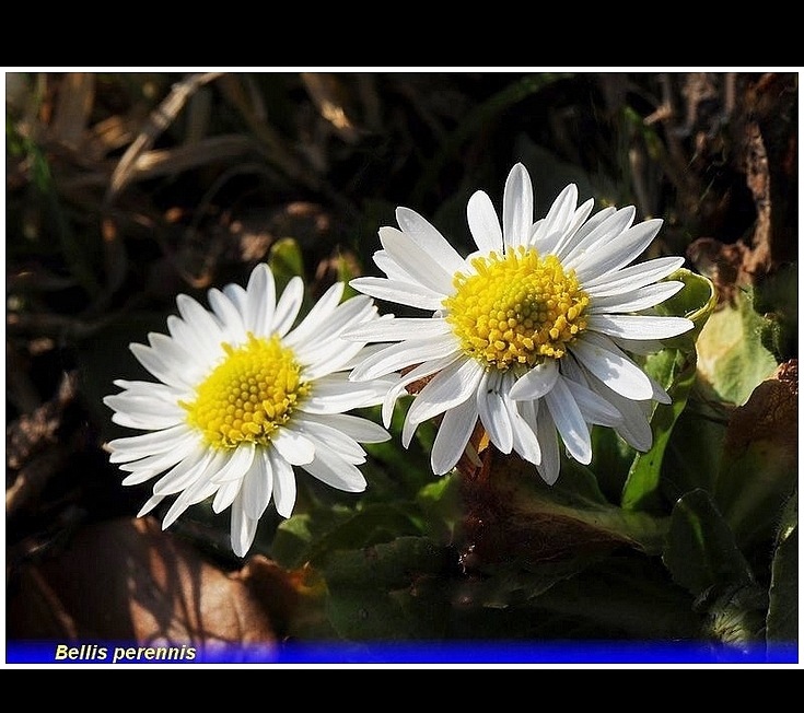 bellis perennis