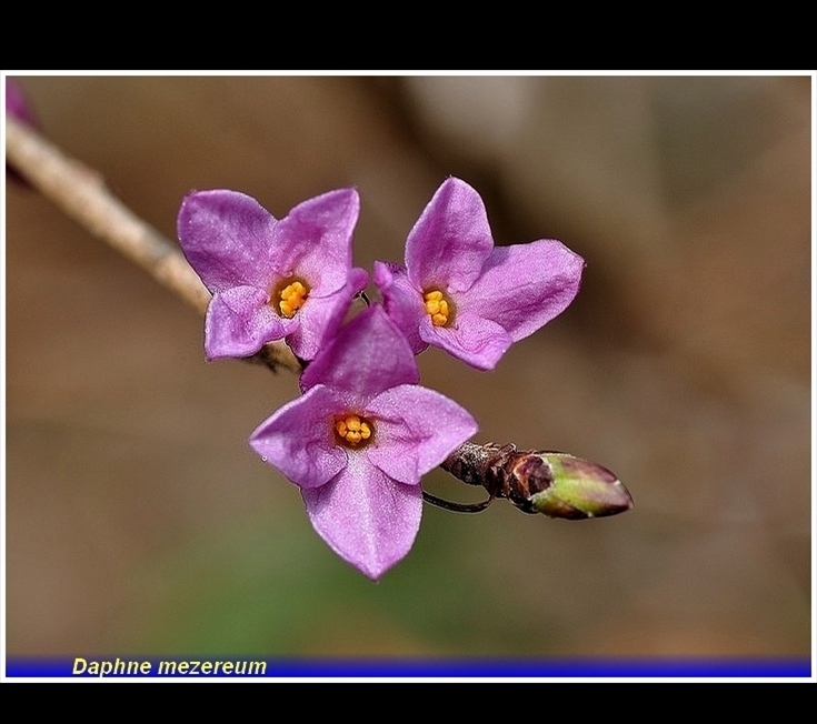 daphne mezereum