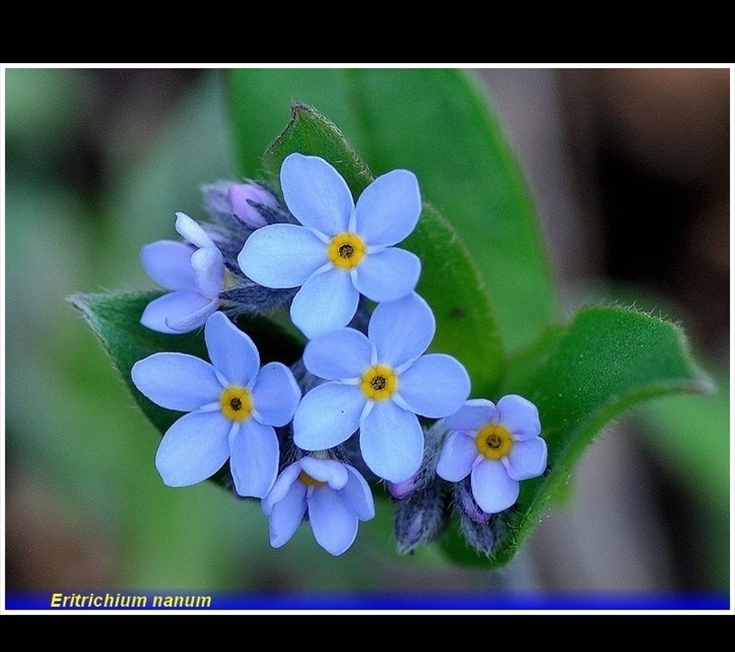 eritrichium nanum . 