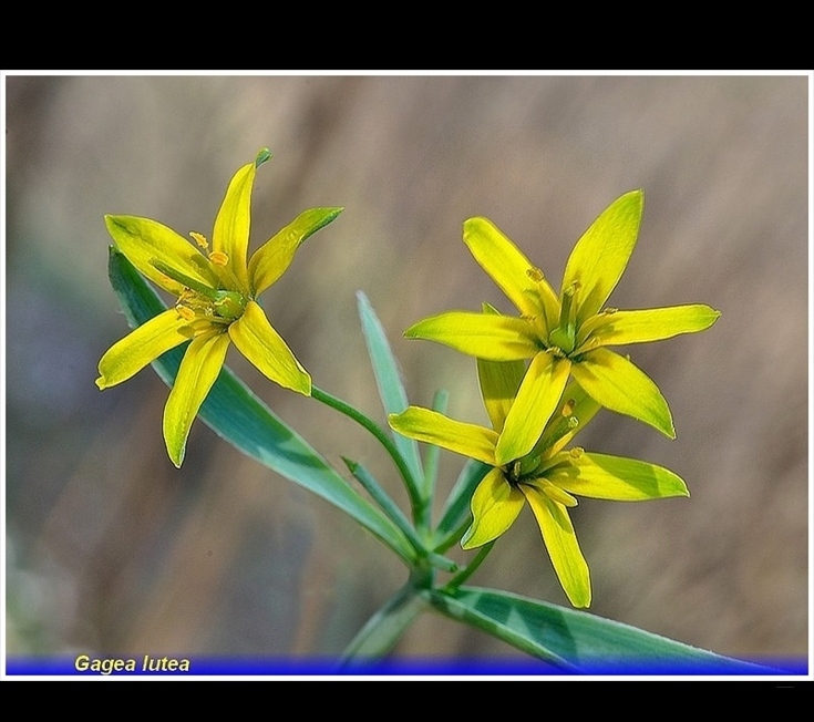 gagea lutea 