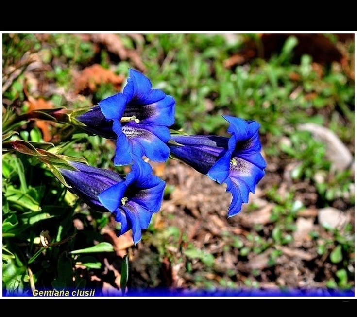 gentiana clusii 