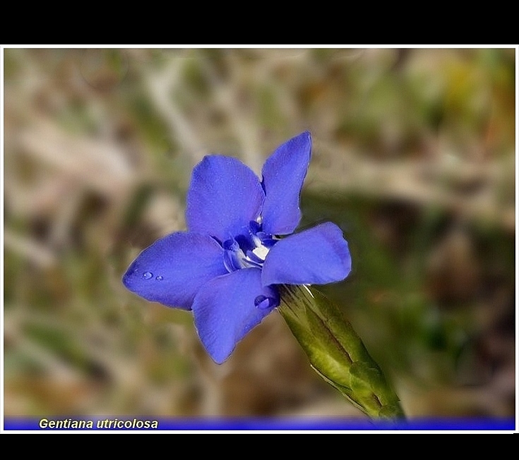 gentiana utricolosa 