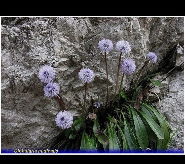 globularia nudicalis .. jpg