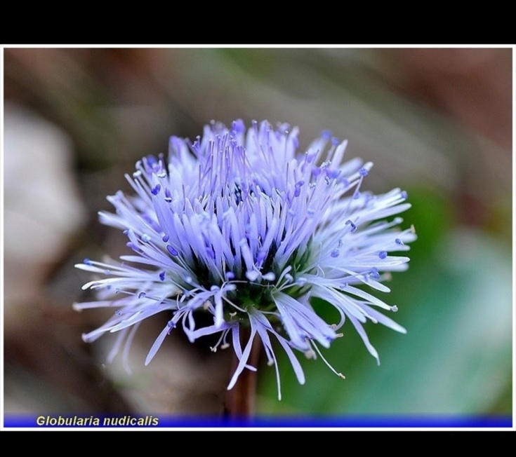 globularia nudicalis . jpg