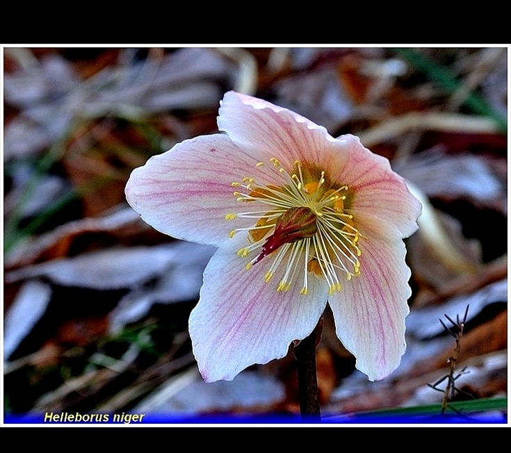 helleborus niger. jpg