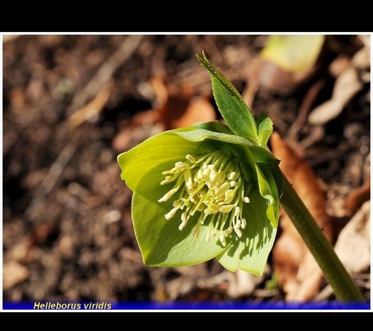 helleborus viridis. jpg