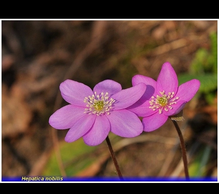 hepatica nobilis. jpg