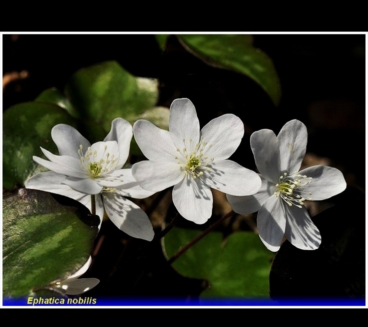 hepatica nobilis alba. jpg