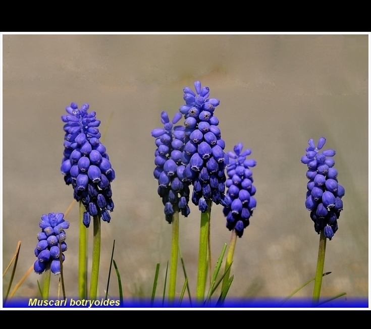 muscari bottryoides. jpg