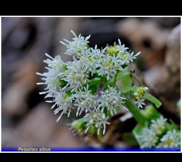 petasites albus. jpg