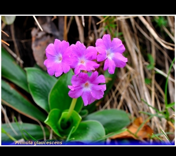 primula glaucescens