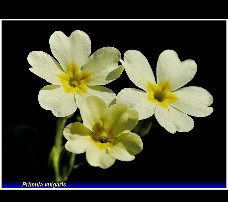 primula vulgaris