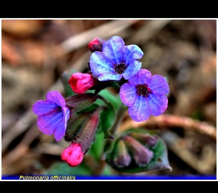 pulmonaria officinalis