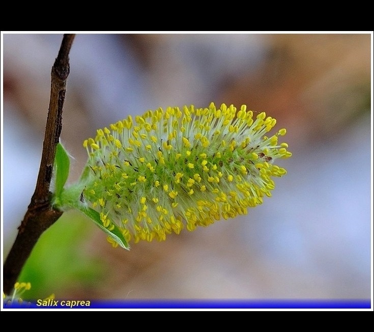 salix caprea