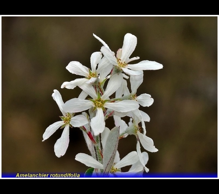 amelanchier rotundofolia
