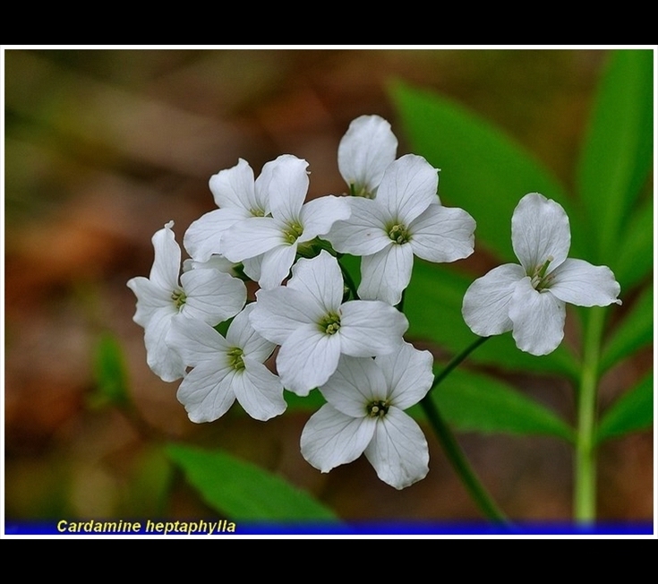 cardamine heptaphylla