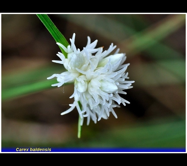 carex baldensis