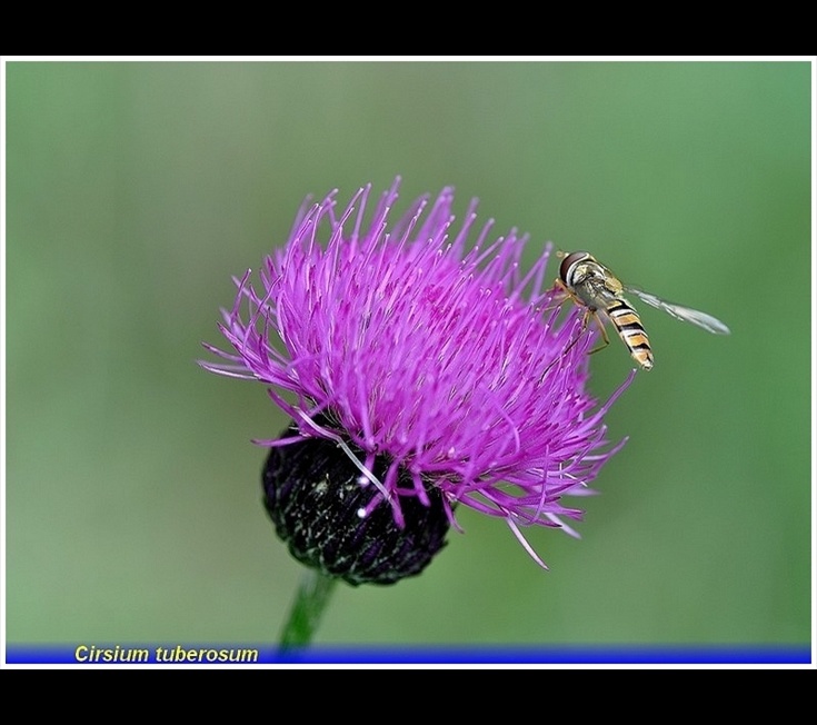 cirsium tuberosum