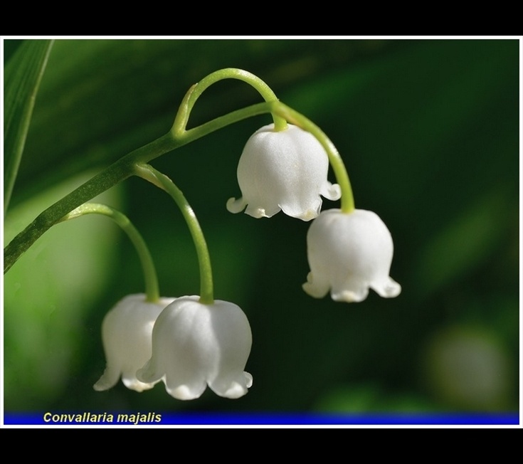 convallaria majalis