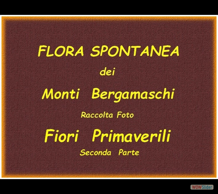 fiori_primaverili_seconda_parte