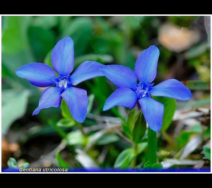 gentiana utricolosa